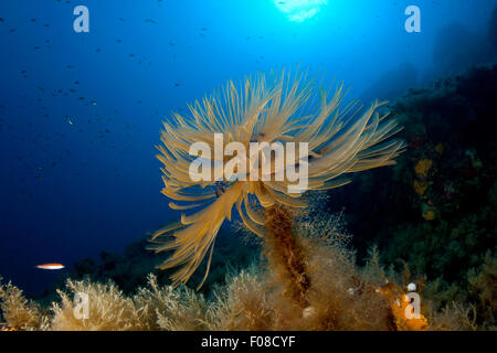 Spirograph Tube Worm, Sabella Spallanzanii, Ustica, Italien Stockfoto