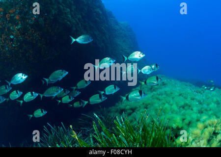 Schwarm von Brassen, Diplodus Vulgaris, Diplodus Sargus, Ustica, Italien Stockfoto