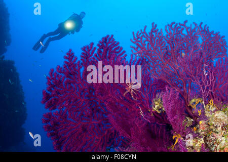 Variable Gorgonien und Taucher, Paramuricea Clavata, Ustica, Italien Stockfoto