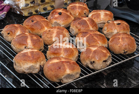 Frisch zubereitete Hot Cross Buns Kühlung auf einem Regal in der Küche. Hausgemachtes. Stockfoto