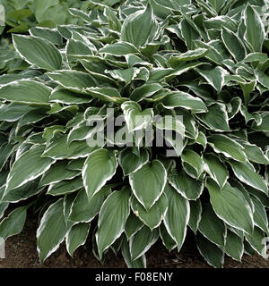 Weissrandige Wellblatt-Funkie, Hosta Undulata Albomarginata, Stockfoto