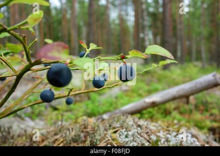 Heidelbeeren im Wald in Finnland Stockfoto