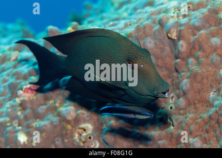 Gestreifte Bristletooth gereinigt, indem Cleaner Wrasse, Ctenochaetus Striatus, Labroides Dimidiatus, Russell-Inseln, Solomon Inseln Stockfoto