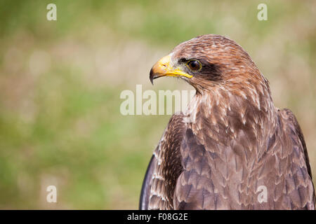 Schwarzmilan. Milvus Migrans (Accipitridae) Stockfoto