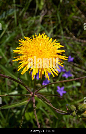 Crepis Tectorum, Narrowleaf Hawksbeard Stockfoto