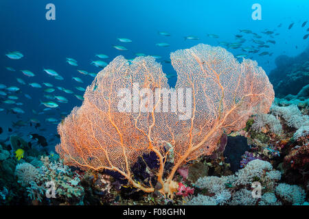 Große Seafan Annella Mollis, Florida Inseln, Salomonen Stockfoto