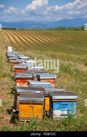 Bienenstöcke auf dem Lavendelfeld in der Provence, Frankreich. Vertikale erschossen Stockfoto