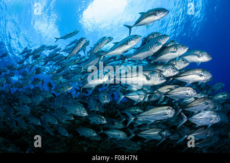 Schulzeit Bigeye Trevally, Caranx Sexfasciatus, Maria Island, Salomonen Stockfoto