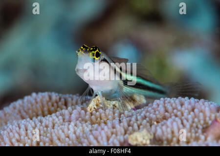 Bäder Clown Blenny, Ecsenius versaut, Russell-Inseln, Salomonen Stockfoto