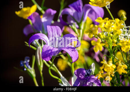 Glockenblume eine Wildblumen einstellen Stockfoto