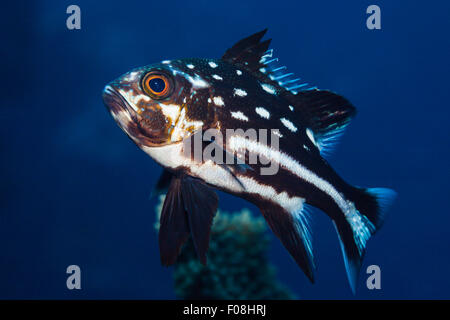 Juvenile Black und White Snapper, Macolor Macularis, Russell-Inseln, Salomonen Stockfoto