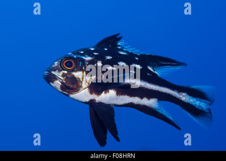 Juvenile Black und White Snapper, Macolor Macularis, Russell-Inseln, Salomonen Stockfoto