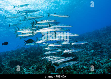 Schwarm von Blackfin Barracudas, größten Qenie, Maria Island, Salomonen Stockfoto