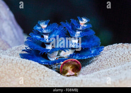 Blauer Weihnachtsbaum Wurm, Spirobranchus Giganteus, Florida Inseln, Salomonen Stockfoto