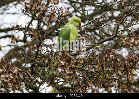 Rose-beringt Sittich, aka Halsbandsittich, geflohen waren, in Richmond Park, Richmond, England, Vereinigtes Königreich Stockfoto