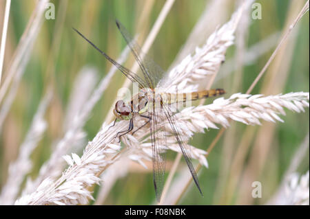 Eine gemeinsame Darter (Sympetrum Striolatum) sitzt Libelle auf langen Rasen im Naturreservat Tophill Low in East Yorkshire Stockfoto