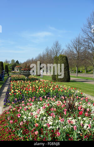 Queen Mary Gärten im Frühjahr, Regents Park, London Borough of Camden, London, England, Vereinigtes Königreich Stockfoto