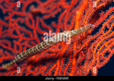 Trumpetfish, Aulostomus Chinensis, Marovo Lagune, Salomonen Stockfoto