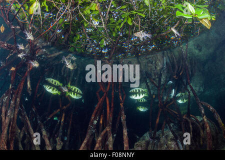 Gebänderten Archerfish in Mangroven, Toxotes Jaculatrix, Russell-Inseln, Salomonen Stockfoto