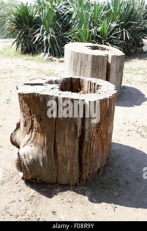 Zwei Baumstämme auf dem Boden liegend. Stockfoto