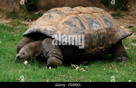 Die Aldabra Riesenschildkröten Aldabrachelys Gigantea im National Zoo in Washington D.C.