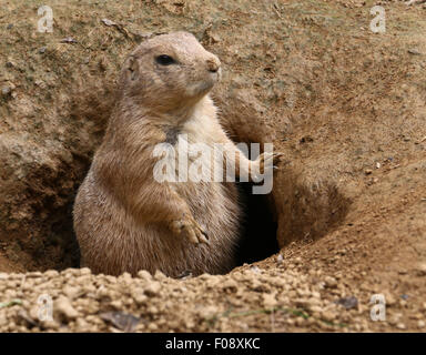 Schwarz-Angebundene Grasland-Hund im Fuchsbau am National Zoo in Washington D.C. Stockfoto