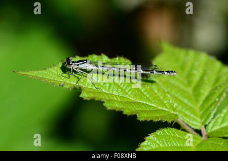 Weibliche Variable Damselfly UK Stockfoto