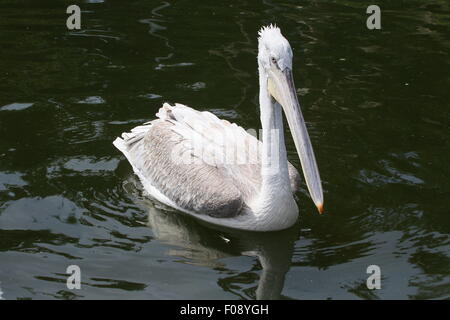 Eurasische Krauskopfpelikan (Pelecanus Crispus) im Nahbereich in einem See schwimmen Stockfoto