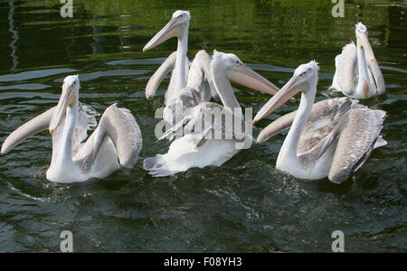 Gruppe der eurasischen dalmatinische Pelikane (Pelecanus Crispus) Stockfoto