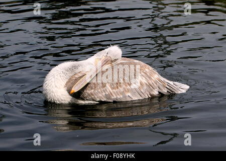 Eurasische Krauskopfpelikan (Pelecanus Crispus) an einem See, sein Gefieder zu putzen Stockfoto