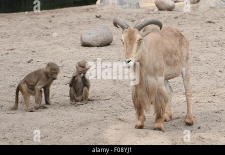 Nordafrikanischen Mähnenspringer (Ammotragus Lervia) mit zwei jungen Hamadryas Paviane im Dierenpark Amersfoort Zoo, Niederlande Stockfoto