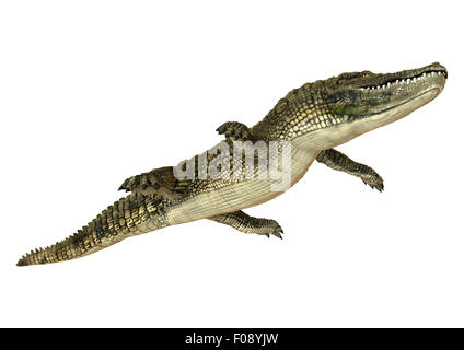 3D digital zu rendern, der ein amerikanischer Alligator isoliert auf weißem Hintergrund Stockfoto