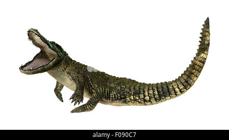 3D digital zu rendern, der ein amerikanischer Alligator isoliert auf weißem Hintergrund Stockfoto