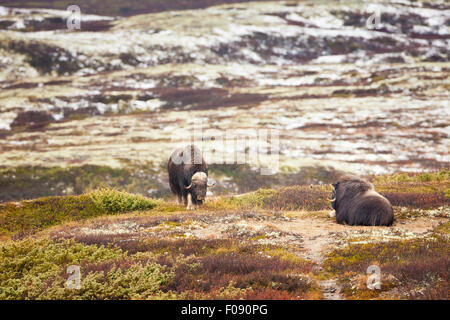 Zwei Moschusochsen Stiere, Ovibos Moschatus im Dovrefjell Nationalpark, Dovre, Norwegen. Stockfoto