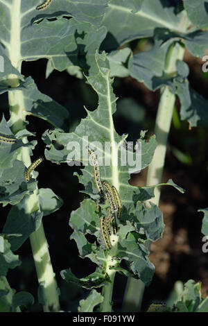 Großer Kohl weiß, Pieris Brassicae, Raupen auf beschädigte Blätter von Brokkoli, Brassica, Gemüse, Berkshire, August Stockfoto