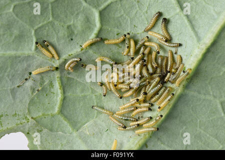 Großer Kohl weiß, Pieris Brassicae, Raupen auf beschädigte Blätter von Brokkoli, Brassica, Gemüse, Berkshire, August Stockfoto