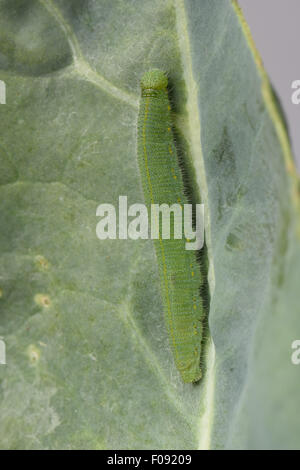 Einzelne kleine weiße, Pieris Rapae, Raupe auf beschädigte Blätter von Brokkoli, Brassica, Gemüse, Berkshire, August Stockfoto