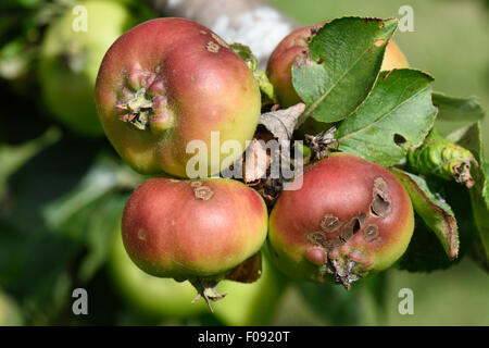 Apfelschorf, Venturia Inaequalis, Läsionen auf junge Apfelfrucht am Baum im Sommer, Berkshire Stockfoto