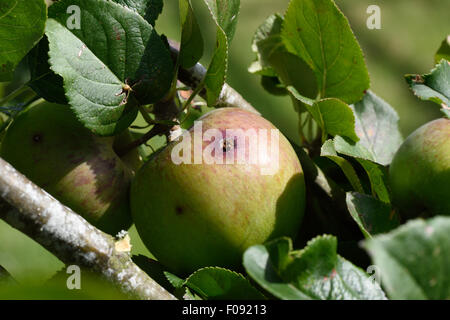 Das Austrittsloch und Frass Apfelwickler, Raupe auf der Oberfläche einer reifenden Apfel Frucht am Baum in Cydia pomonella Stockfoto