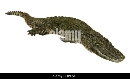 3D digital zu rendern, der ein amerikanischer Alligator isoliert auf weißem Hintergrund Stockfoto