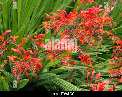 Crocosmia Lucifer in voller Blüte wächst in einer Grenze in Cheshire, England. Stockfoto