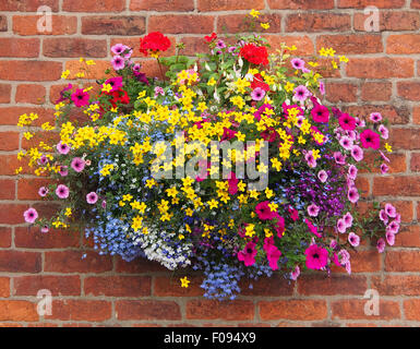 Hängenden Korb gegen eine Mauer, Zweizahn mit, Geranien, Fuschia, Lobelia und Petunien in England im August getroffen. Stockfoto