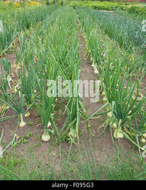 Reihen von weißen Zwiebeln fast reif für die Ernte, wächst in ein Gemüse Garten in Cheshire. Stockfoto