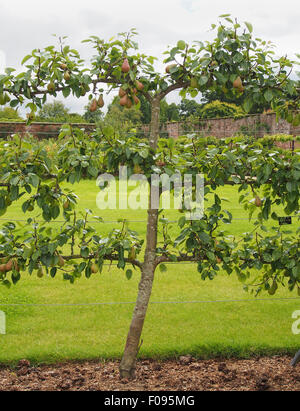 Neuem ausgebildete Birne (Sorte Doyenne D'ete) wächst in einem ummauerten Garten in Cheshire, England. Stockfoto