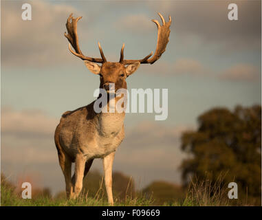 König von The Hill königlich stolz und mächtig, steht dieses Damwild Buck Uhr über seine Domäne Stockfoto