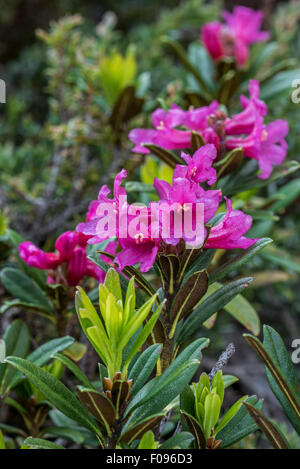 Alpenrose / Schnee-Rose / Rusty-leaved Alpenrose (Rhododendron Ferrugineum) in Blüte in den Alpen Stockfoto