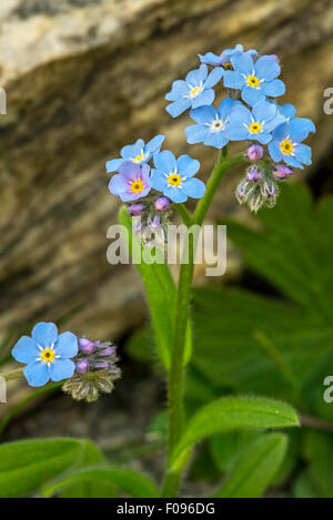 Alpine Vergissmeinnicht (Myosotis Alpestris) in Blüte in den Alpen Stockfoto