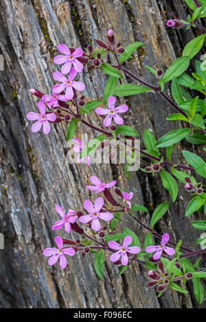 Seifenkraut rosa / Rock Seifenkraut / taumeln Ted (Saponaria Ocymoides) in Blüte in den Alpen Stockfoto