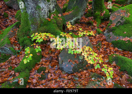 Gemeinsamen Buche (Fagus Sylvatica) verlässt in herbstlichen Farben auf dem Waldboden im Wald Stockfoto