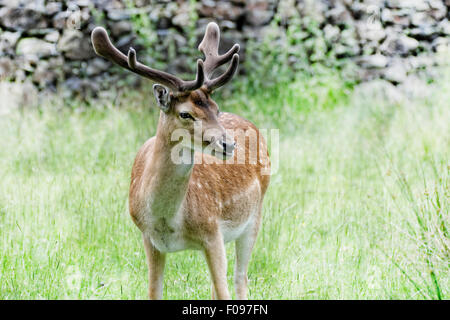 Rehe grasen in Bradgate Park, Leicestershire, England Stockfoto